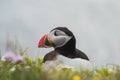 Arctic/Atlantic Puffin on Latrabjarg Cliff, Iceland