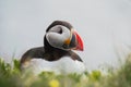 Arctic/Atlantic Puffin on Latrabjarg Cliff, Iceland