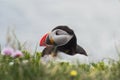 Arctic/Atlantic Puffin on Latrabjarg Cliff, Iceland