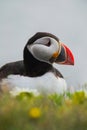 Arctic/Atlantic Puffin on Latrabjarg Cliff, Iceland