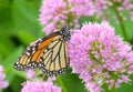 Monarch Butterfly On Allium Flowers Royalty Free Stock Photo