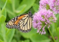 Monarch Butterfly On Allium Flowers