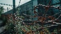 A close-up, detailed shot of a barbwire and razor wire fence's sharp features Royalty Free Stock Photo