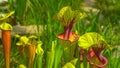 CLOSE UP: Detailed shot of yellow pitcherplant traps growing in a lush garden.