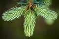 Spruce is a tree of the genus Picea Royalty Free Stock Photo