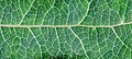 Close up detailed texture of skeletonized green leaf veins for background design Royalty Free Stock Photo