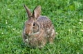 Close Up View Of Eastern Cottontail Rabbit Eating Clover