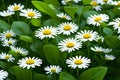 Large white daisies with yellow disc florets and green foliage. Generative-AI