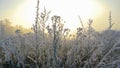 CLOSE UP: Detailed view of a frost covered shrub on a late autumn morning. Royalty Free Stock Photo