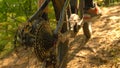 CLOSE UP: Detailed view of the rear wheel of bike as man pedals through woods Royalty Free Stock Photo