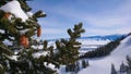 CLOSE UP: Detailed view of snowy branches full of pine cones near a ski resort. Royalty Free Stock Photo