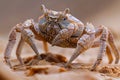 Close up Detailed View of a Textured Atlantic Ghost Crab on Sandy Beach in Natural Habitat