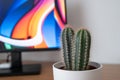 Close-up, detailed view of a typical indoor cactus seen on a home office desk.