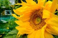 Close-up, detailed view of a wild Sunflower plant head, seen in a garden setting. Also in out of focus view is a small fence toget