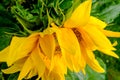 Close-up, detailed view of a wild Sunflower plant head, seen in a garden setting. Also in out of focus view is a small fence toget