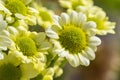 Beautiful bouquet of yellow flowers Royalty Free Stock Photo