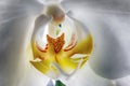 Macro, close up image of a white Orchid.