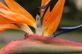 Close up details of the colors and textures on a tropical flower, bird of paradise, vibrant pink, orange and blue petals Royalty Free Stock Photo
