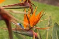 Close up details of the colors and textures on a tropical flower, bird of paradise, vibrant pink, orange and blue petals Royalty Free Stock Photo