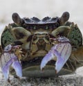 Close up detail Crab face with mouth and eyes on beach Royalty Free Stock Photo