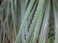 Close-up of Thorny Narrow Sage Green Leaves of Tropical Plant