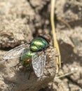 Close up details of flies.Fly on leaf Royalty Free Stock Photo