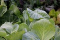 Close-up details of fresh, leafy lettuce