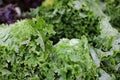 Close-up details of fresh, leafy lettuce