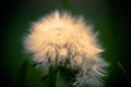 Close-up details on fuzz on dandelion Royalty Free Stock Photo
