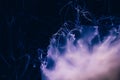 Close-up details of a Ghost jellyfish