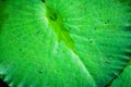 details of green lotus or water lily leaf, texture natural abstract background Royalty Free Stock Photo