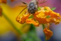 a close-up details the honeybee\'s face standing on yellow small flowers. Royalty Free Stock Photo