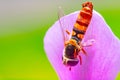 close-up details of hoverfly hanging on pink violet flower petals Royalty Free Stock Photo