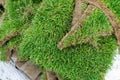 Close-up details leftover pieces of green fresh rolled lawn grass on wooden pallet after layinng at city park or Royalty Free Stock Photo