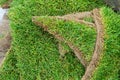 Close-up details leftover pieces of green fresh rolled lawn grass on wooden pallet after layinng at city park or Royalty Free Stock Photo