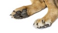 close up of the details of a lion\'s paw. you can see the soles of the feet, the pads and the claws, isolated on white Royalty Free Stock Photo