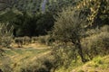 Olive tree At Dawn, Tuscany