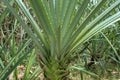 Close up details of Pandanus leaves. Pandanus amaryllifolius close up green prickly pandanus Evergreen tree with thorny leaves. Royalty Free Stock Photo