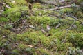 Close-up details photo of lovely deep european forest moss. Royalty Free Stock Photo