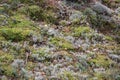 Close-up details photo of lovely deep european forest moss. Royalty Free Stock Photo