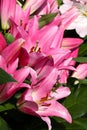 Close up detail of a pink Asiatic lily Royalty Free Stock Photo