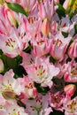 Close up detail of a pink Asiatic lily Royalty Free Stock Photo