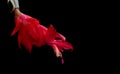 Close-up details of Red Christmas cactus flower, Schlumbergera truncata cacti Royalty Free Stock Photo