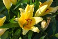 Close up detail of a yellow Asiatic lily Royalty Free Stock Photo