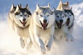 Close-up of determined Alaskan Malamute running with intensity in a thrilling sled dog race