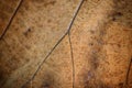 close up detial of brown dry leaf texture background Royalty Free Stock Photo