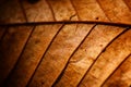 close up detial of brown dry leaf texture background Royalty Free Stock Photo