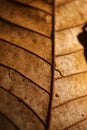 close up detial of brown dry leaf texture background Royalty Free Stock Photo
