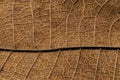 Close up detial of brown dry leaf texture background Royalty Free Stock Photo