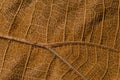 Close up detial of brown dry leaf texture background Royalty Free Stock Photo